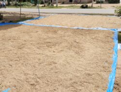 Para Petani sulit Untuk Mengeringkan Panennya Disaat Musim Penghujan