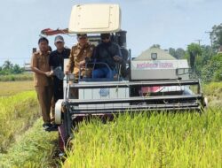 Pj Bupati Tuba Menghadiri Panen Raya Padi di Kecamatan Rawa Pitu