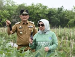 Firsada Tinjau Hasil Panen Raya Program PAT Padi