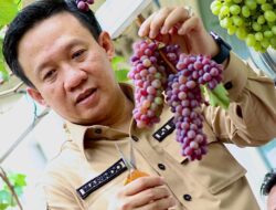 Prospek Budidaya Anggur Masih Terbuka Lebar di Pringsewu