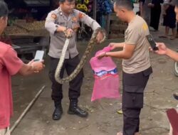 Dua Bhabinkamtibmas Tangkap Ular Piton di Pasar Simpang Pematang Mesuji