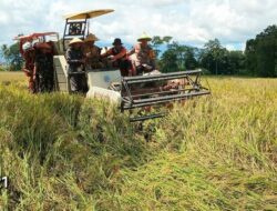 Bupati & Wabup Pringsewu Panen Raya Padi Serentak