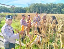 Dukung Program Ketahanan Pangan, Kasat Binmas Polres Tulang Bawang Hadiri Panen Raya Tanaman Jagung