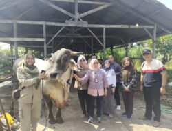 2 Ekor Sapi Milik Warga Metro Utara Bakal Jadi Hewan Kurban Presiden RI