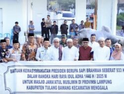 Tulang Bawang Terima Sapi Kurban Jumbo dari Presiden Prabowo untuk Idul Adha 2025