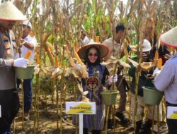 Bupati Mesuji Hj. Elfianah Hadiri Panen Raya Jagung Serentak Kuartal II di PT SIP