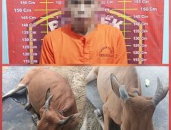 Kurang Dari 24 Jam, Polsek Gedung Aji Tangkap Pelaku Pencurian Ternak Menggunakan Mobil Truk