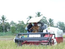 Panen Raya Padi di Bangun Sari, Wabup Lamteng Dorong Pertanian dan Peternakan Jadi Pusat Perekonomian